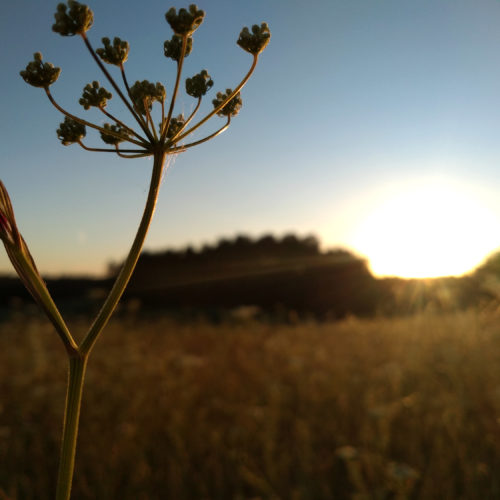 Naturerleben wilder faunus