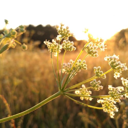 Naturerleben wilder faunus