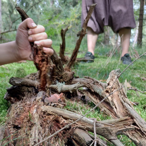 wilde 4 - kinder im wald