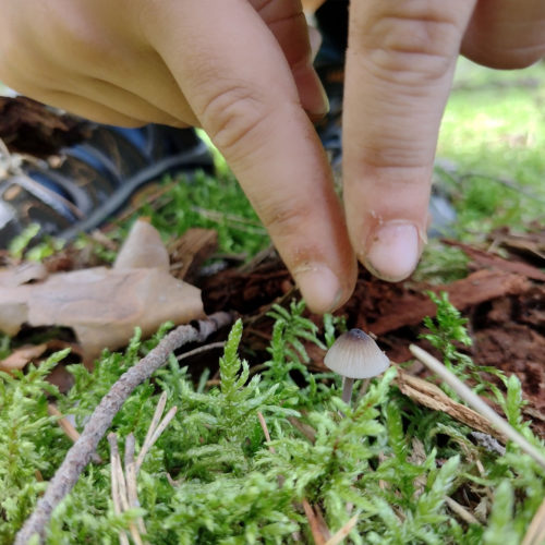 wilde 4 - kinder im wald