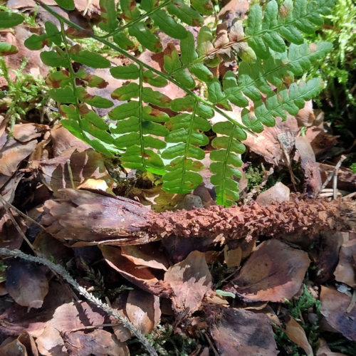 wilde 4 - kinder im wald