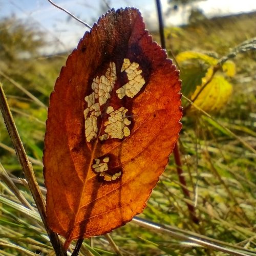 waldfantasien Landart & Fotografie