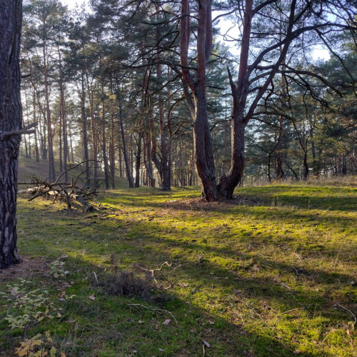 Naturcamp Tanztheater im Wald Kinder