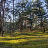Naturcamp Tanztheater im Wald Kinder