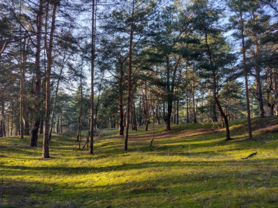 Naturcamp Tanztheater im Wald Kinder