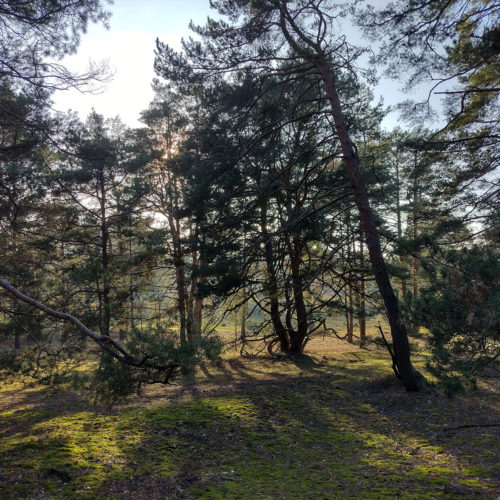 Naturcamp Tanztheater im Wald Kinder