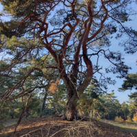 Naturcamp Tanztheater im Wald Kinder