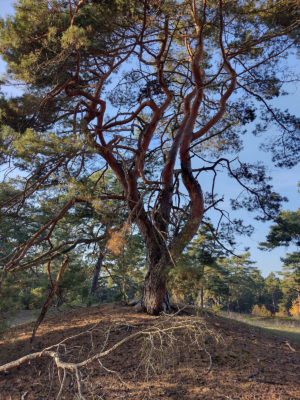 Naturcamp Tanztheater im Wald Kinder