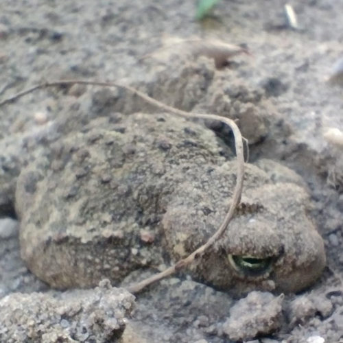 wilder Faunus Naturverbindung - wildnispädagogik